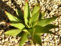 vignette Aloe broomi 3