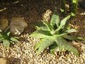 vignette Aloe maculata 3