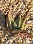 vignette Aloe variegata 2