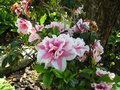vignette azalée aux fleurs panachée rose/blanche