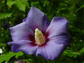 vignette hibiscus bleu