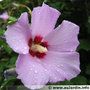 vignette hibiscus mauve