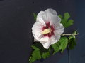 vignette hibiscus blanc à coeur rouge