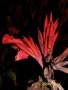 vignette canna