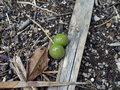 vignette Fruits Brahea edulis