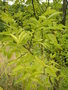vignette Styphnolobium japonicum = Sophora japonica - Sophora du Japon ou Pagode japonaise
