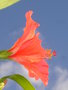 vignette Hibiscus rose