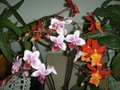 vignette phalaenopsis et odotonglossum
