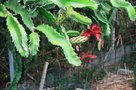 vignette Hylocereus costarinencis (pitaya rouge)