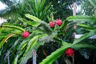 vignette Fruit de hylocereus Spp mai 2006