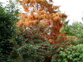 vignette Taxodidium distichum , cyprs chauve ou cyprs de Louisiane ,en automne