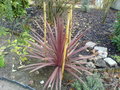 vignette cordyline autralis 