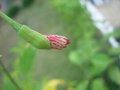 vignette Hibiscus shizopetalus bouton