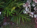 vignette phylodendron