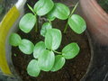 vignette Passiflora ligularis