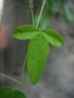 vignette Passiflora caerulea