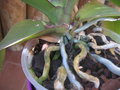 vignette phalaenopsis  debut hampe