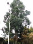 vignette Tournefeuille - Eucalyptus dalrympleana