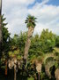 vignette Trachycarpus takil, Rome