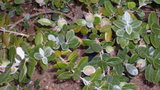 vignette fruit de Feijoas