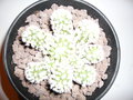 vignette Mammillaria gracilis Arizona SnowCap