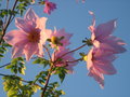 vignette Dahlia imperialis = Dahlia arborea = Dahlia bambou