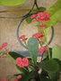 vignette Euphorbia milii rouge