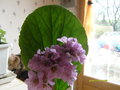 vignette BERGENIA