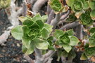 vignette Aeonium balsamiferum