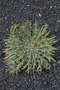 vignette Agave utahensis ssp eborispina