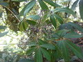 vignette Schefflera rhododendrifolia