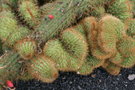 vignette cleistocactus samaipatanus cristata