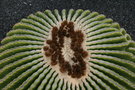 vignette echinocactus grusonii inermis