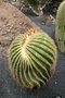 vignette echinocactus platyacanthus