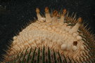 vignette echinocactus platyacanthus