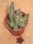 vignette Stapelia similis