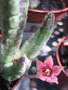 vignette Stapelia similis