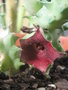 vignette Huernia ?