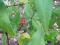 vignette Zanthoxylum alatum var. planispinum fruits