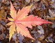 vignette Acer palmatum 'Asahi-zuru ' Erable du japon