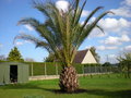 vignette Phoenix canariensis