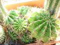 vignette Echinopsis subdenudata