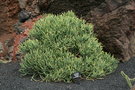 vignette Euphorbia aphylla