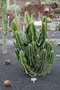vignette Euphorbia avasmontana