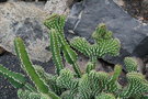 vignette Euphorbia echinus cristata
