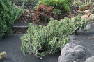 vignette Euphorbia grandicornis