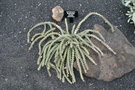 vignette Euphorbia knuthii