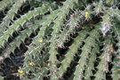 vignette Euphorbia knuthii