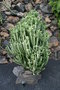 vignette Euphorbia lactea compacta