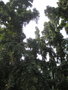 vignette Polyalthia longifolia